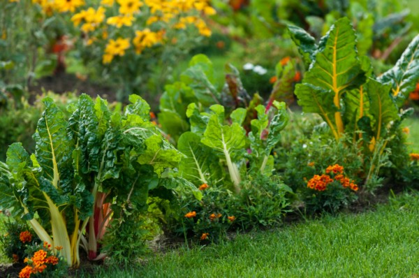 Come creare un piccolo orto in giardino - III