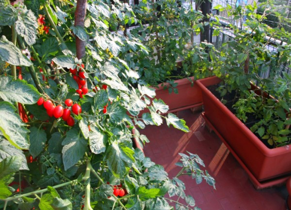 Come coltivare gli aromi in balcone