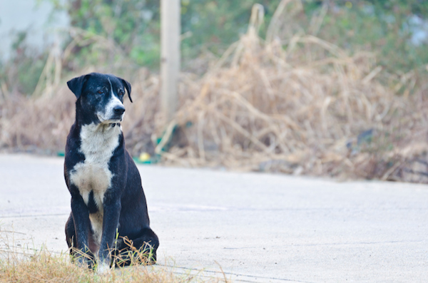 cani abbandonati