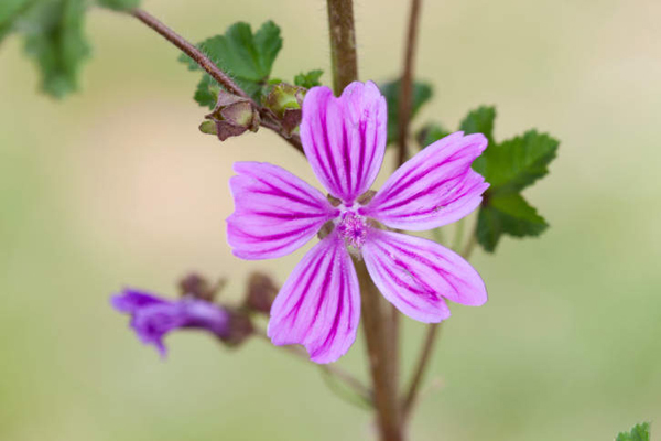 Le proprietà benefiche della malva