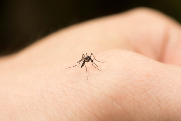 Punture di zanzara, i 5 rimedi naturali più efficaci