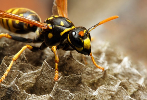 Come rimuovere un nido di vespe