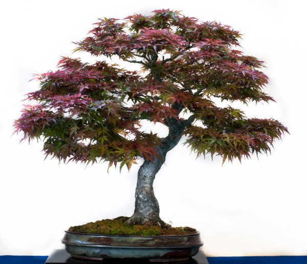 Come curare l'acero giapponese bonsai