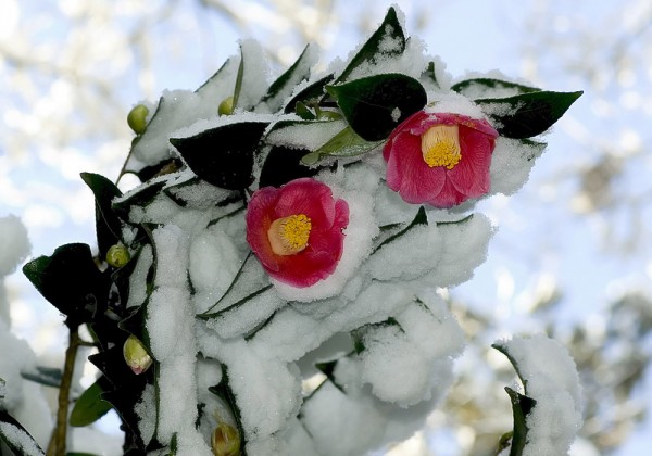 Quali sono i fiori da coltivare in inverno?
