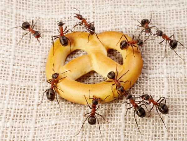 8 rimedi naturali contro le formiche