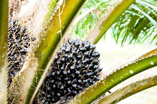 Olio di palma pericoloso per il pancreas, lo dice una ricerca tutta italiana