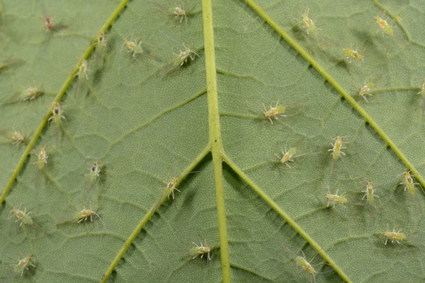 5 rimedi contro gli afidi delle piante