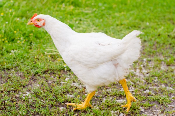 Come allevare una gallina domestica