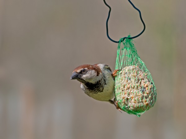 shutterstock_272569373