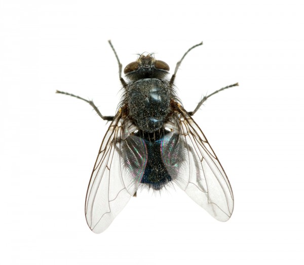 5 rimedi naturali per allontanare le mosche di casa