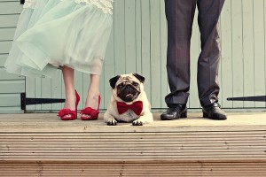 5 modi includere cane matrimonio