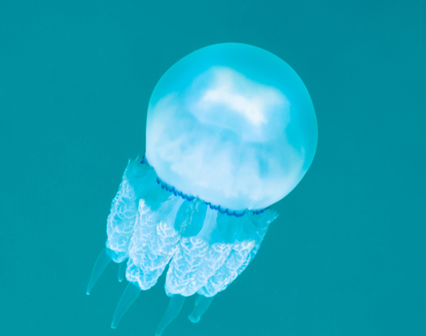 Puntura di medusa, rimedi naturali e consigli efficaci
