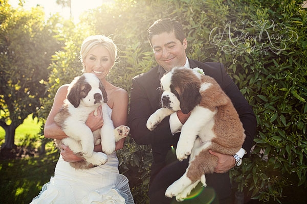 Cani al matrimonio, 5 modi per includere gli amici a 4 zampe