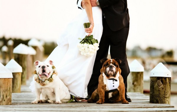 5 modi includere cane matrimonio