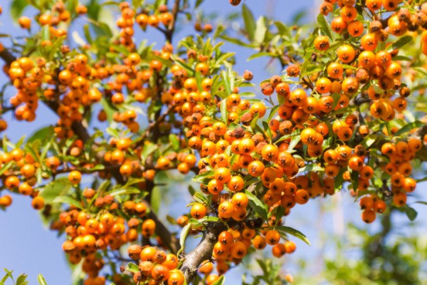 ThinkstockPhotos-509028213