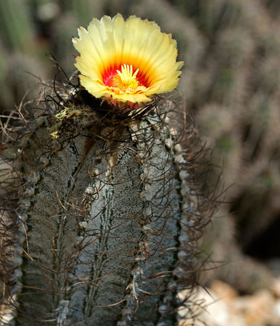 astrophytum