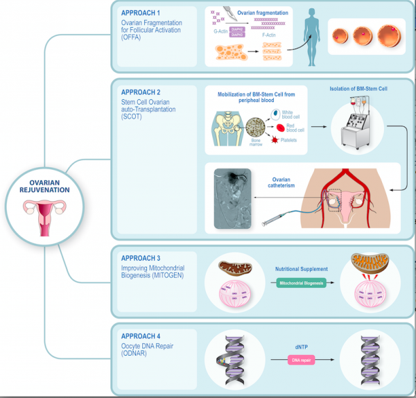 Ringiovanimento ovarico, un'altra tecnica contro l'infertilità