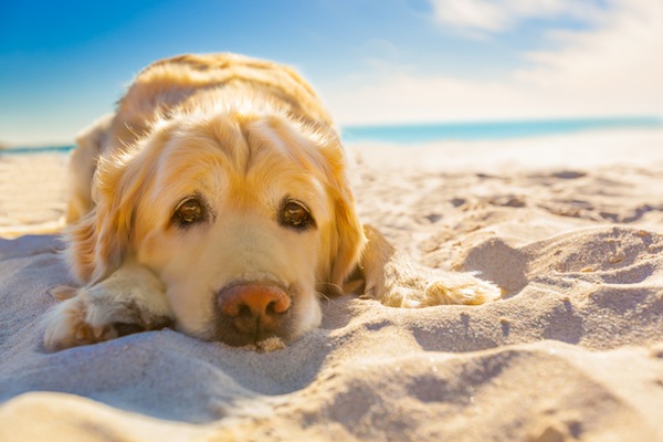 Cani e bambini in spiaggia possono convivere?