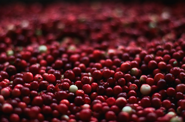 mirtillo rosso
